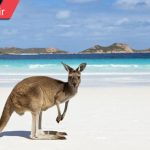 نگاه کانگرو به دوربین در ساحل زیبای جزیره کانگرو استرالیا